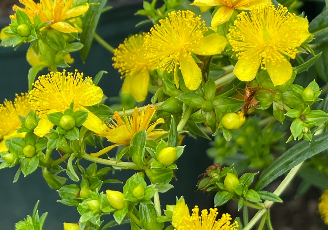 Shrubby St. John's Wort - Image 2